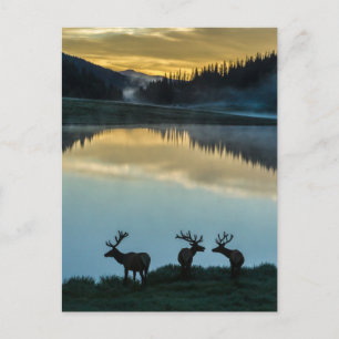 Carte Postale Bull Elks Silhouetté Poudre Lac Sunrise