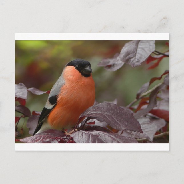 Carte Postale Bull Finch (Devant)