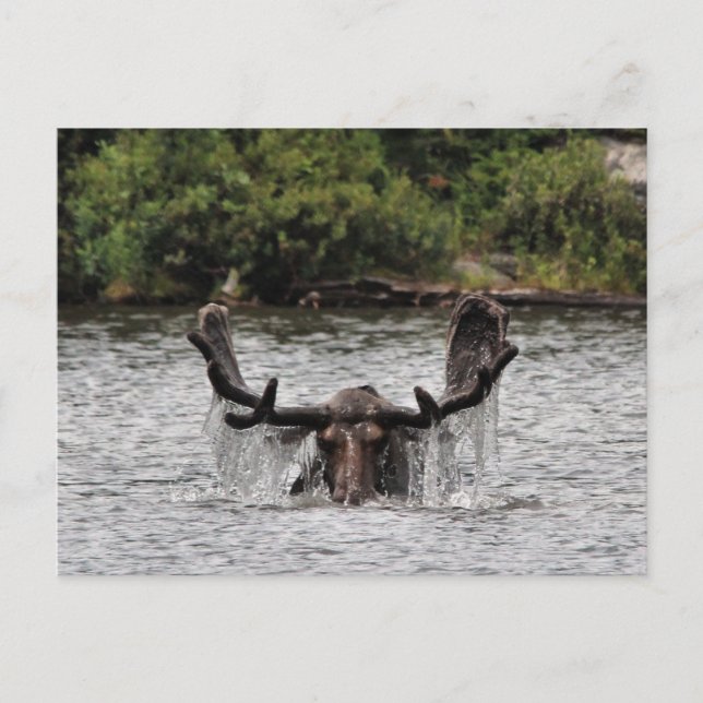Carte Postale Bull Moose (Devant)