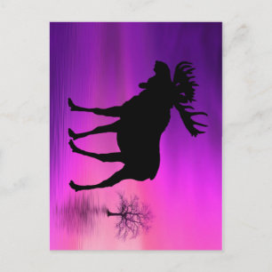 Carte Postale Bull Moose