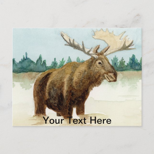 Carte Postale Bull Moose (Devant)