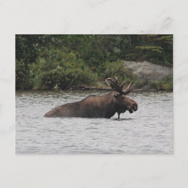 Carte Postale Bull Moose (Devant)