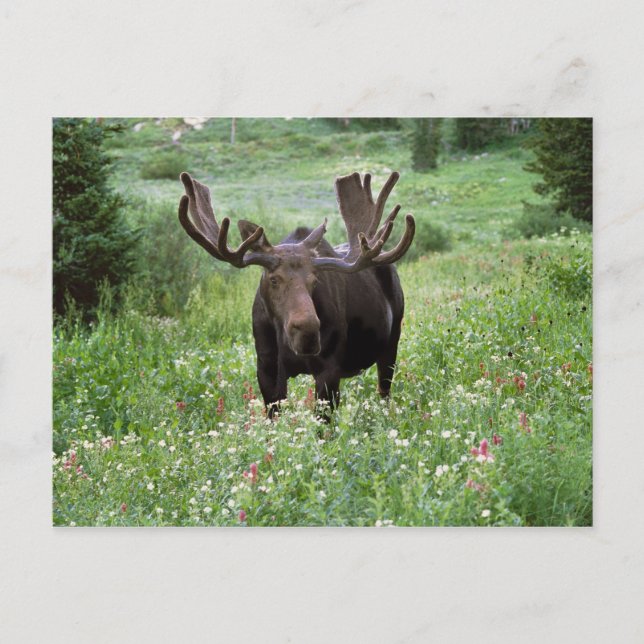 Carte Postale Bull moose Alces alces) en fleur sauvage, (Devant)