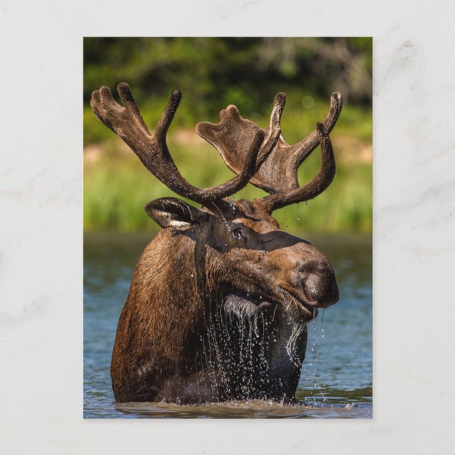 Carte Postale Bull Moose | Parc national du Glacier Montana (Devant)