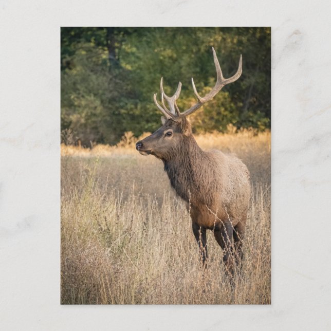 Carte Postale Bull Roosevelt Elk dans l'herbe | État de Washingt (Devant)