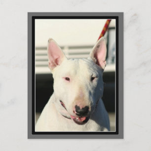 Carte postale Bull Terrier