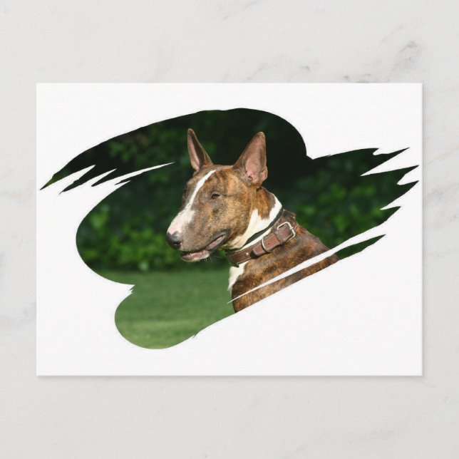 Carte postale Bull Terrier (Devant)