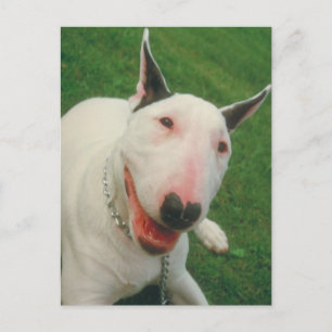 Carte Postale Bull Terrier