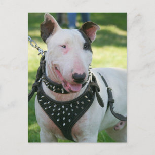 Carte Postale Bull Terrier