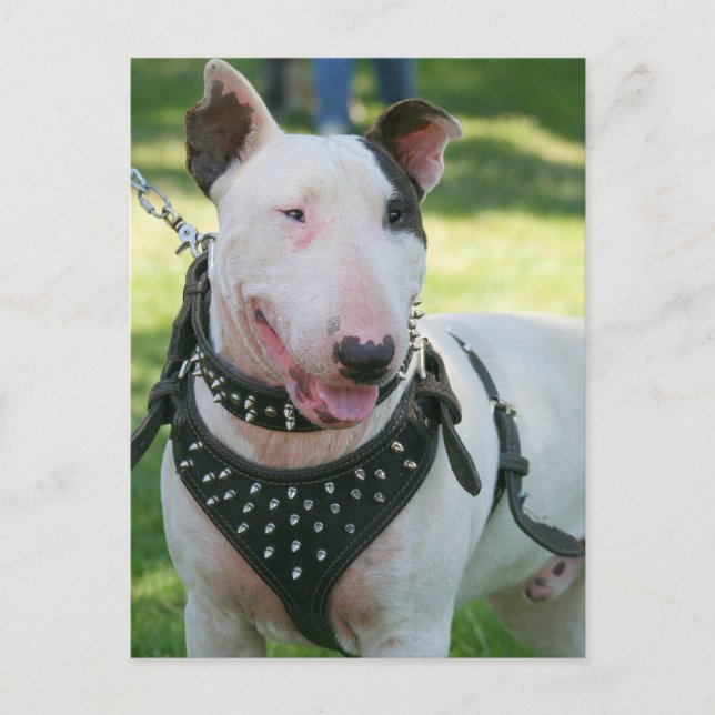 Carte Postale Bull Terrier (Devant)