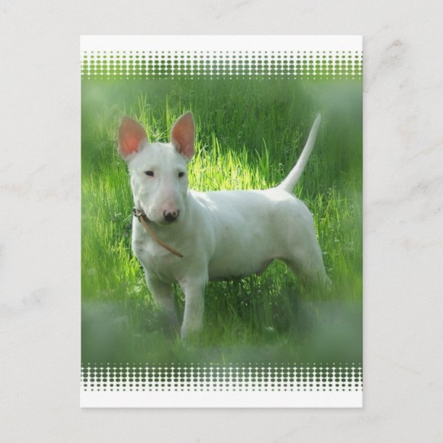 Carte postale Bull Terrier (Devant)