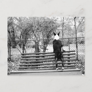 Carte Postale Bull terrier