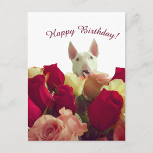 Carte Postale Bull terrier avec rose - Joyeux anniversaire!