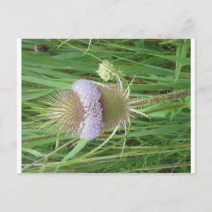 Carte postale Bull Thistle
