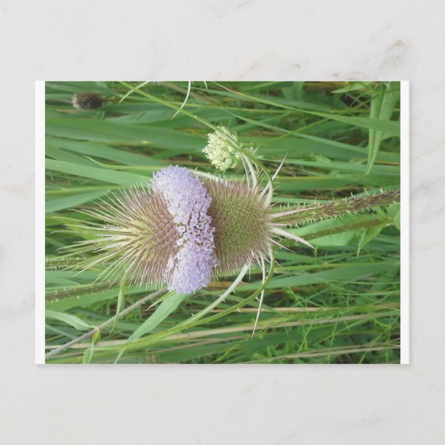 Carte postale Bull Thistle (Devant)