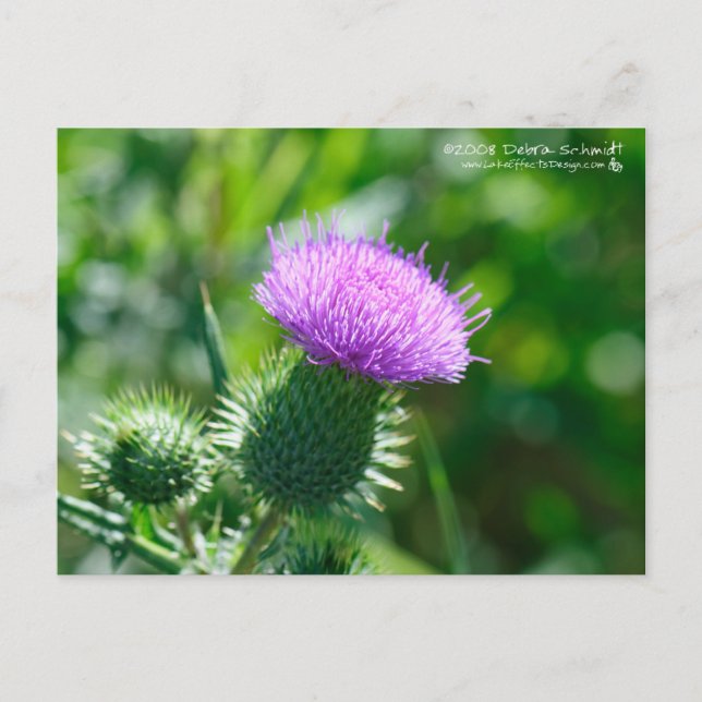 Carte Postale Bull Thistle (Devant)