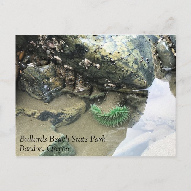 Carte Postale Bullards Beach State Park, Bandon, Oregon (Devant)