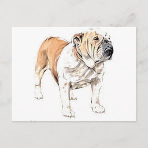 Carte Postale Bulldog