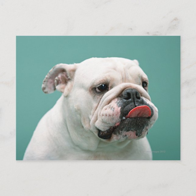Carte Postale Bulldog (Devant)