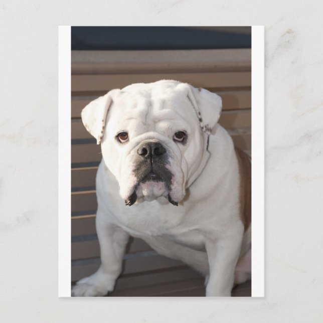 Carte Postale Bulldog (Devant)