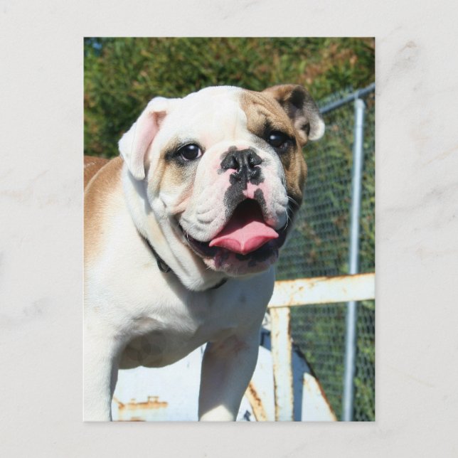 Carte postale Bulldog (Devant)