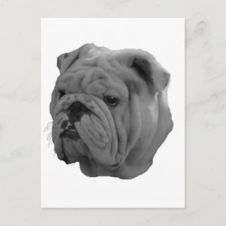 Carte Postale Bulldog