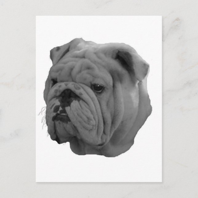 Carte Postale Bulldog (Devant)