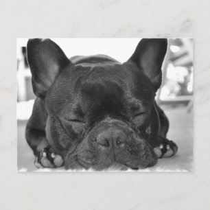 Carte postale Bulldog