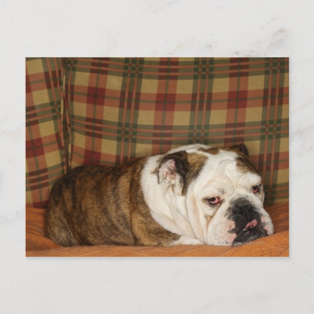 Carte Postale bulldog allongé sur un canapé (Devant)