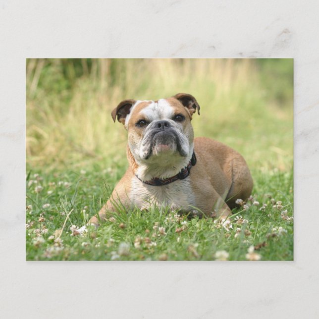 Carte postale Bulldog anglais (Devant)