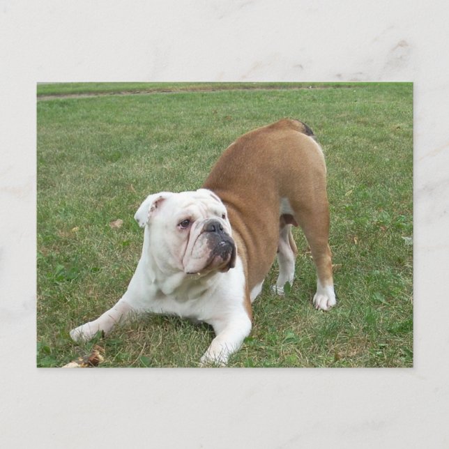 Carte postale Bulldog anglais (Devant)
