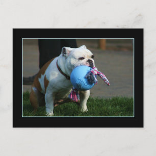 Carte postale Bulldog anglais