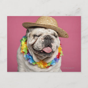 Carte Postale Bulldog anglais (18 mois) en paille
