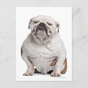 Carte Postale Bulldog anglais, assis