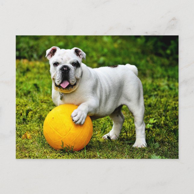 Carte Postale Bulldog anglais avec balle (Devant)