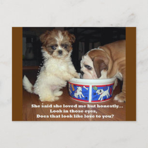 Carte Postale Bulldog anglais et Shih Tzu Puppy