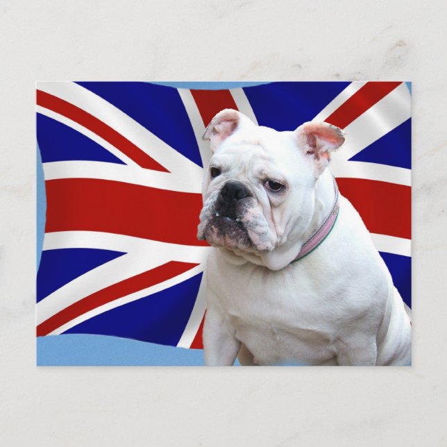 Carte Postale Bulldog britannique (Devant)
