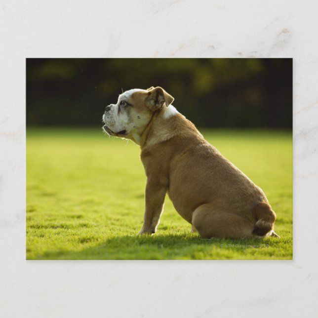 Carte Postale Bulldog dans le champ (Devant)