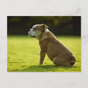 Carte Postale Bulldog dans le champ