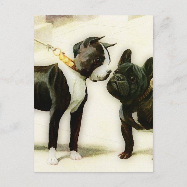 CARTE POSTALE BULLDOG DE BOSTON TERRIER (Devant)