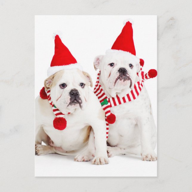 Carte Postale Bulldog Elves (Devant)