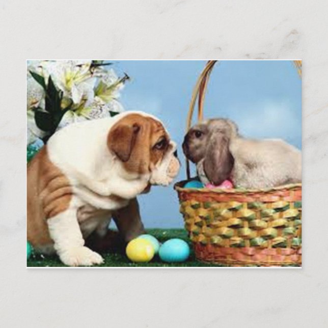 Carte Postale Bulldog et Rabbit (Devant)