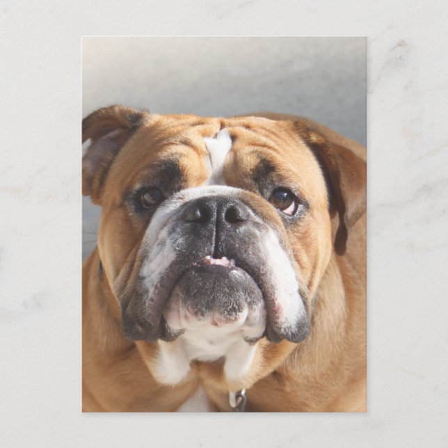 Carte Postale Bulldog Face - Bulldog anglais, Brown (Devant)