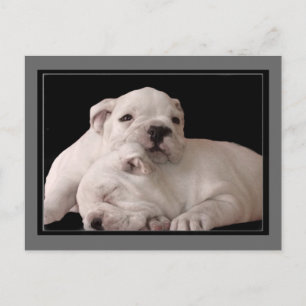Carte postale Bulldog Puppies