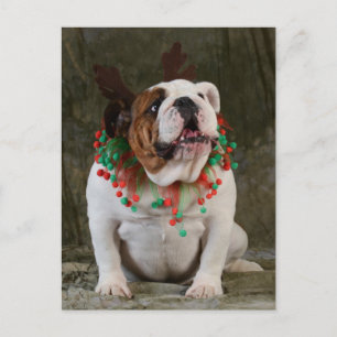 Carte Postale Bulldog Reindeer anglais