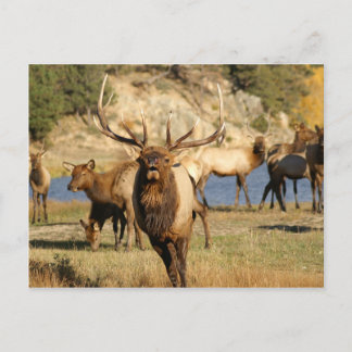 Carte Postale bulle
