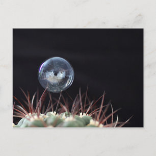 Carte Postale Bulle de savon sur un cactus