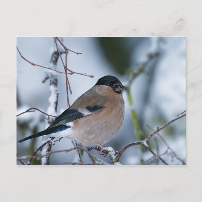 Carte postale Bullfinch (Devant)