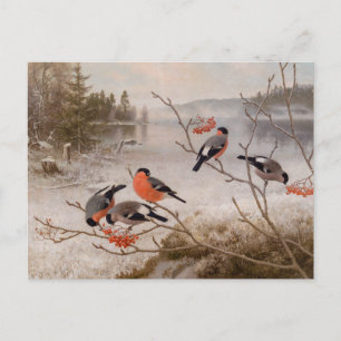 Carte Postale Bullfinches en paysage hivernal CC0821 Von Wright