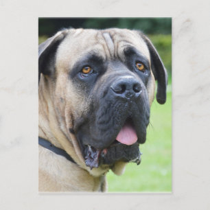 Carte Postale Bullmastiff